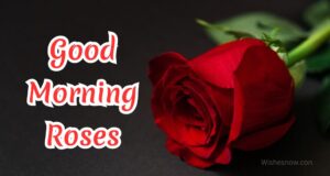 Read more about the article Beautiful Roses With Good Morning Images and Pictures HD